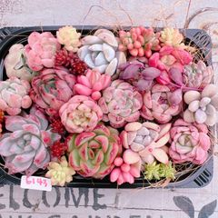 多肉植物 寄せ植えset♡6143