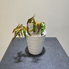 ベゴニア　アンフィオクサス　抜き苗