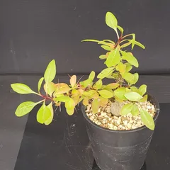 ファシクラータ　実生 フォークイエリアファシクラータ実生｜🍀GreenSnap（グリーン