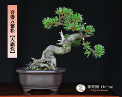 吾妻五葉松【大巓性】ダイテンショウ 小品盆栽 【泰寿園 Online】現品 一点物 接ぎ木 松 盆栽 五葉松 松柏 初心者 室内 鑑賞 趣味 卓上盆栽 盆栽鉢 グリーン 和 ギフト プレゼント ミニ盆栽 誕生日 母の日 父の日 敬老の日 記念日 お祝い 4