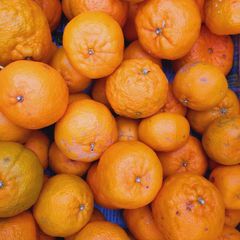 訳あり薩州ポンカン 5kg