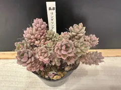 2025年最新】ぼのぼのさん苗の人気アイテム - メルカリ