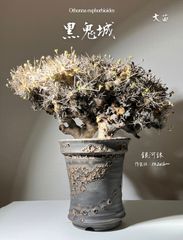 抜き苗　オトンナ　ユーフォルビオイデス　大株　現地球