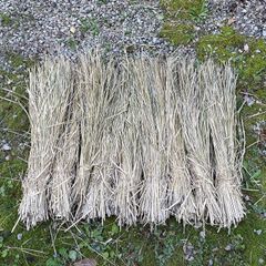 天日干し稲藁（長さ約80cm）約52束　無肥料　農薬、除草剤不使用 天日干し稲藁（長さ約80cm）約52束 無肥料 農薬、除草剤不使用