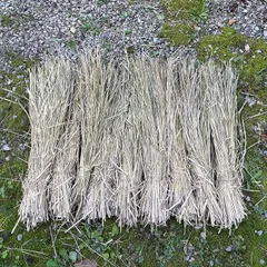 天日干し稲藁（長さ約80cm）78束 無肥料 農薬、除草剤不