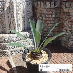 鉄甲丸 TK108 ユーフォルビア Mサイズ 7.5ｃｍポット おすすめ販売 写真の子をお届け 特定販売