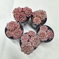 ☆アイスブラックティー☆多肉植物