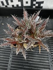 アガベ　フィリフェラ寄せ植え
