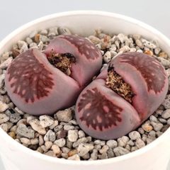 【多肉植物】メセン・リトープス　紫菊章玉　Lithops julii ssp. fulleri cv. "Murasaki kikusyogyoku"