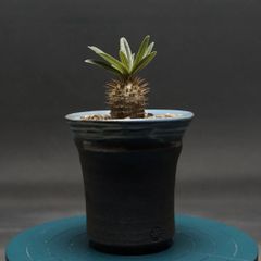 "Pachypodium gracilius" パキポディウム グラキリス 管理2291