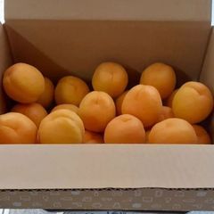 千曲市産あんず(昭和)2キロ