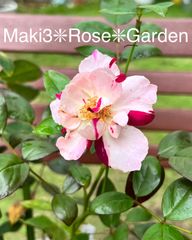 Maki3❇︎Rose❇︎Garden - メルカリShops