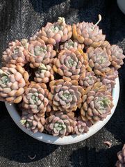 300引きの商品
