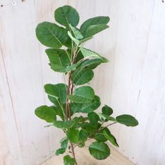 ふわふわのお花♡スモークツリー♡リトルルビー♡