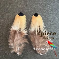 ◾️⭐︎【SS3】2枚セット 羽根 フェザー 鳥 パーツ 材料 アクセサリー 素材