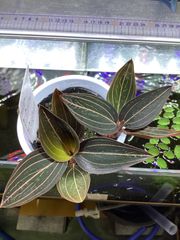 Ludisia discolor ホンコンシュスラン　ジュエルオーキッド