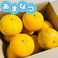 福岡県産 あまなつ 60サイズダンボールいっぱい
