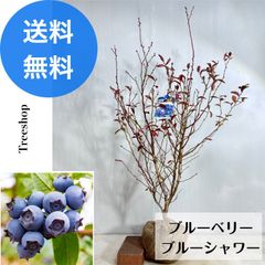 ブルーベリー ブルーシャワー 【送料無料】 路地苗　苗 植木 苗 庭木 根巻き苗 高さ0.8ｍ 幅0.6ｍ ベリー ラビットアイ系 果樹 果樹苗 苗木