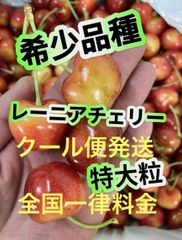 レーニア　チェリー 特大粒 全国一律料金‼️安心クール便発送‼️希少品種レイニアさくらんぼ　アメリカンチェリー　特大粒　9R 箱込み1kg