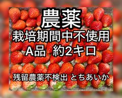 超歓迎された 農薬:栽培期間中不使用「苺園 愛果」 - メルカリShops 果物