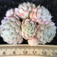 新入荷　多肉植物　バターボール　群生苗　抜き苗　１株