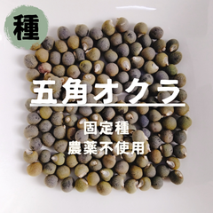 【種】五角オクラ　農薬不使用　30粒