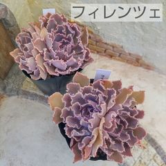 ♪多肉植物 韓国苗 フィレンツェ♪ - メルカリ