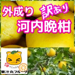 外成り　河内晩柑   訳あり家庭用　7.5kg サイズ不揃い 家庭用　愛媛ゴールド 美生柑ジューシーオレンジ  夏文旦灘オレンジ　北海道、沖縄地方のお客様発送不可。