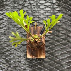 R-015 ビカクシダ　リドレイ　ワイルド株　Platycerium ‘ridleyi’
