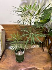 アラレア　3.5寸　陶器鉢セット　インテリア　オシャレ　観葉植物　リビング　グリーン　エレガント　屋内　丈夫　育てやすい　カフェ　ショップ