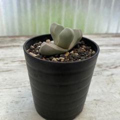 速達＊多肉植物 ラピダリア 魔玉 抜き苗