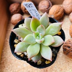 レッドエボニー×プロリフィカ　多肉植物　エケベリア
