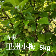 5月中旬～発送予定【2025年度】甲州小梅　青梅～黄梅(中熟)　5kg　山梨県甲府市上曽根町産