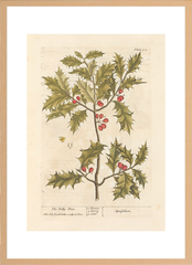 世界の名画 100年前 アートポスター ボタニカル 植物 果物 ハーブ ヴォイニッチ手稿 絵画 おしゃれ レトロ ポップ インテリア フレームなし （A3サイズ）（ポスターのみ）