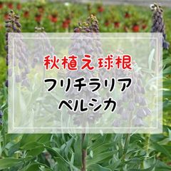 【球根】フリチラリア・ペルシカ／1球入（ラベル1枚付き）