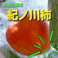 11月下旬~発送　数量限定！秋の味覚　和歌山『樹上熟成 紀の川柿』