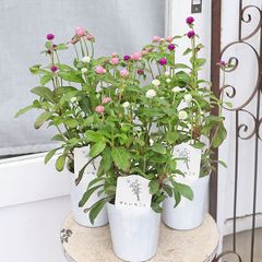 花苗 センニチコウ mix植え 3.5号 千日紅 夏の花 かわいい 暑さに強い ピンク ホワイト パープル