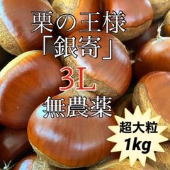 銀寄せ栗　生栗　3Lサイズ　超大粒　1kg