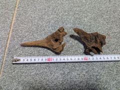 【訳あり】プレミアムルートウッド　流木4　Sサイズ
