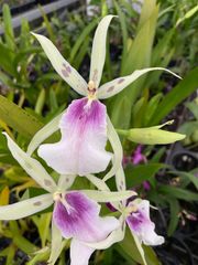 花終 洋蘭原種 トリコグロティス スミシー 洋蘭原種 開花中 トリコグロ