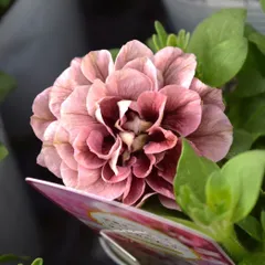 ごま様専用ページ