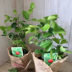 2026年最新】アセロラ苗の人気アイテム - メルカリ