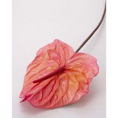 Item thumbnail for item fb2c8180-1789-48c9-ad6b-bb5b624c4fa5