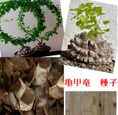 2025年最新】亀甲竜 植物の人気アイテム - メルカリ