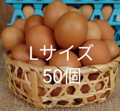 クール便　けんちゃん赤卵Lサイズ50個　　たまご　朝採れ　玉子　青森県産