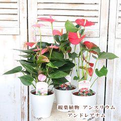 観葉植物 アンスリウム アンドレアナム 4号 多年草 花 レッド ピンク 育てやすい