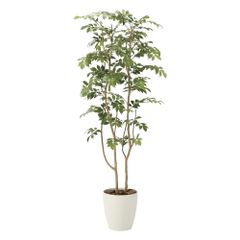 観葉植物 シェフレラ 185cm - メルカリ
