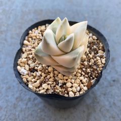 多肉植物 カット苗 クラッスラ 紀の川錦 発根済