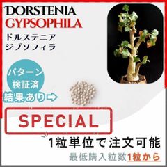 【種子】ドルステニア ジプソフィラ / セット割あり 数量1粒から購入可