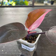 【美斑入】　フィロデンドロン　ピンクプリンセス　philodendron pinkprincess